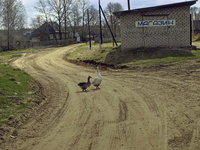 Гуси, переходящие деревенскую лорогу , рядом с магазином.jpg