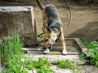 DSCN6240a voina.jpg