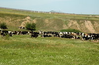 DSC_4609 stado.jpg