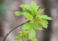 IMG_9857.JPG