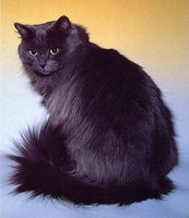 siberian-cat-facts-2.jpg