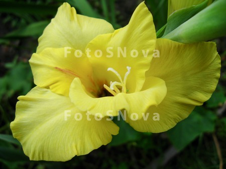 gladiolus,_flora,_yellow,_flow