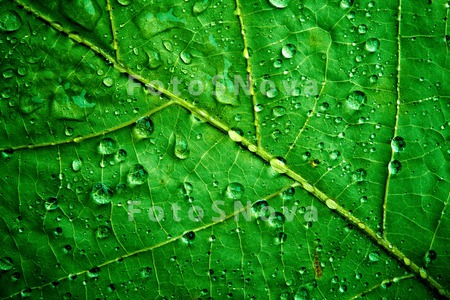 green_leaf_close_up_macro_colo