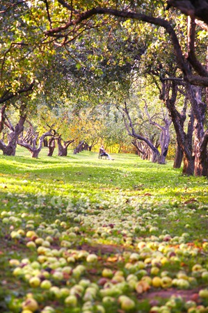 tree_green_farm_garden_vegetab