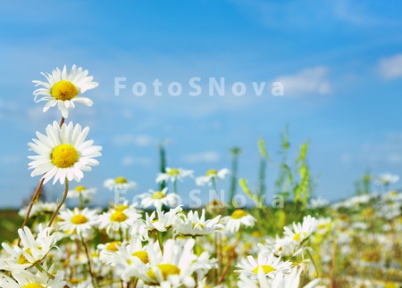 ox_eye_springs_flower_summer_d