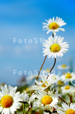 ox_eye_springs_flower_summer_d