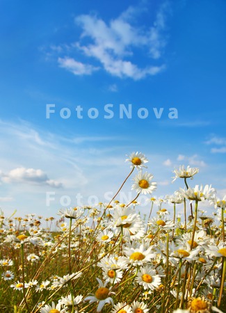 ox_eye_springs_flower_summer_d