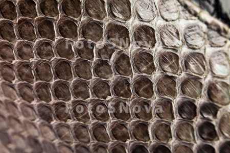 texture_skin_snake_pattern_mac