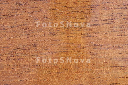 backgrounds_tree_brown_wood_te
