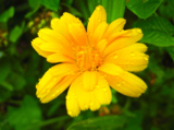 calendula,_marigold,_flower,_f