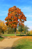 fall_autumn_park_tree_trees_re