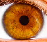 eye_macro_human_pupil_eyelash_