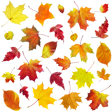 green_autumn_red_leaf_orange_m