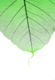 macro_leaf_plant_nature_green_