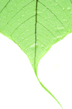 macro_drops_leaf_plant_water_n
