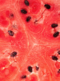 watermelon_background_fruit_fo