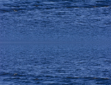 вода,_волнистая,_
