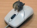 мышь,_грызун,_ком