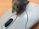_мышь,_грызун,_ко