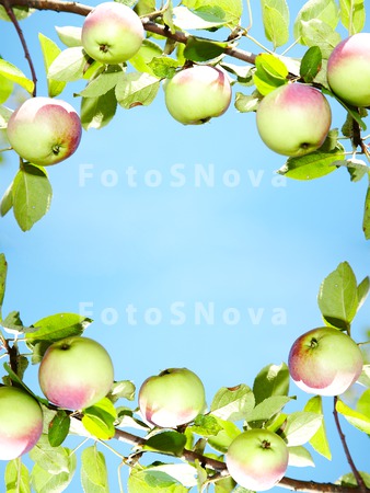 food_apples_backgrounds_fruit_