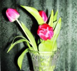 цветы,_тюльпаны,_