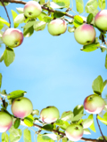 food_apples_backgrounds_fruit_