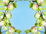 food_apples_backgrounds_fruit_