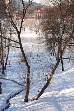 парк_деревья_