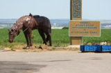 Памятник,_казаки