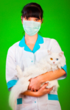 vet_cat_veterinarian_doctor_an