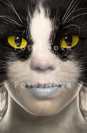 cats_pets_animals_eyes_felines