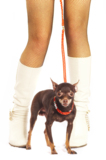 pets_stockings_leg_females_dog