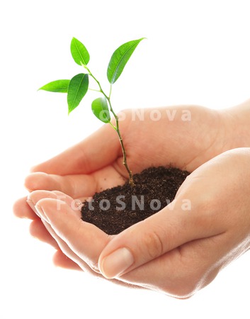 plants_hands_growth_concepts_n