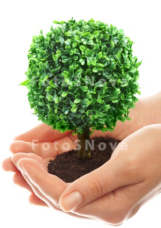 plants_concepts_tree_nature_pa