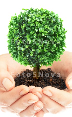 plants_growth_concepts_new_liv