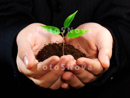 leaf_tree_life_human_planting_