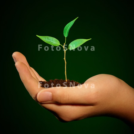 leaf_tree_life_human_planting_