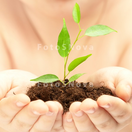 hands_plants_lives_growth_care