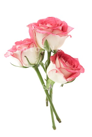 flowers_roses_petals_love_sing