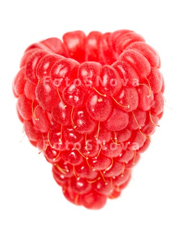 isolated_berry_white_sweet_red
