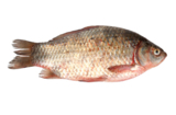 fishes_crucian_food_isolated_f