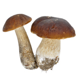 гриб,_лесной,_мас