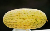 _дыня,_растение,_�