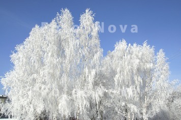 Сибирь,зима,дере