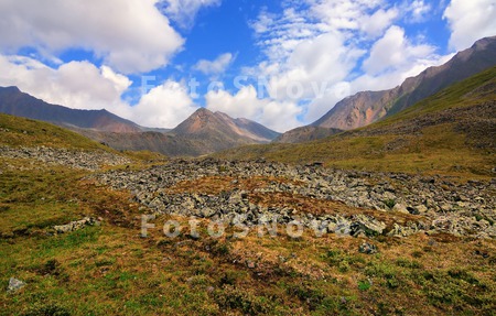 тундра,_альпийск