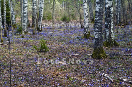 куст,_цветы,_голу