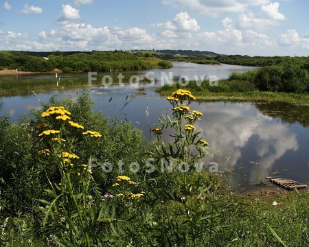 Цветы_пижмы,_вод