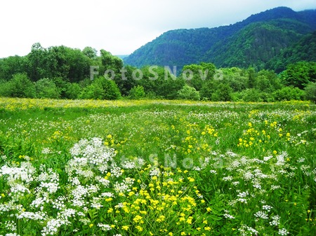 поле,_пейзаж,_при