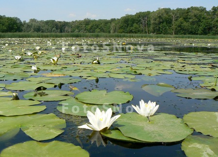 кувшинка,_вода,_р