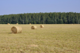 сельское_хозяйс